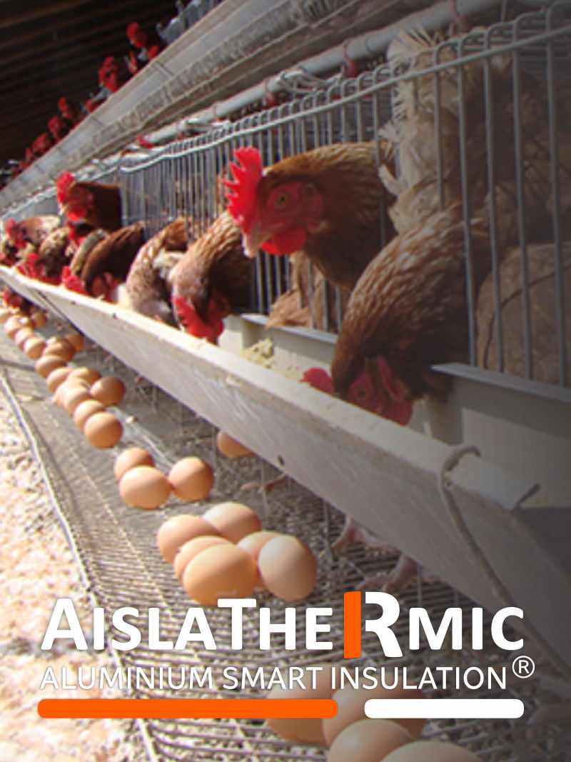 Producción de huevos con confort térmico mediante Aislathermic