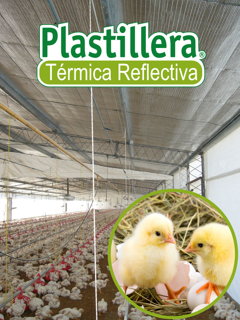 Aislathermic en galpón avícola para mejorar el confort térmico